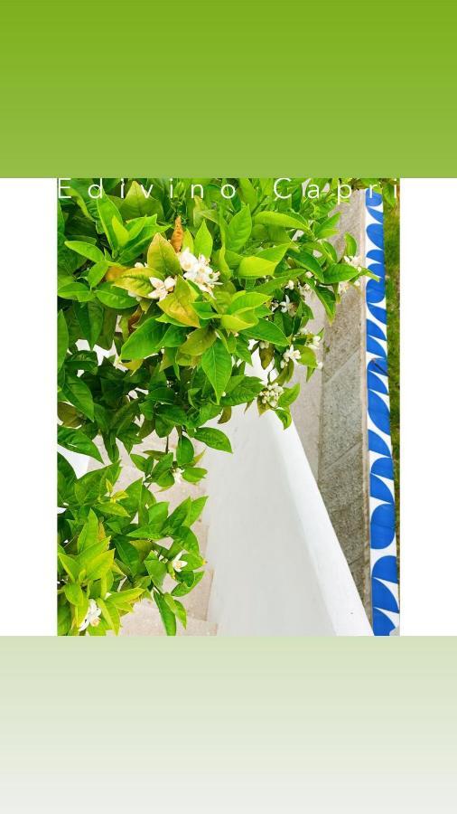 Suites Edivino Design Capri Dış mekan fotoğraf